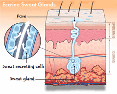eccrine sweat gland anatomy