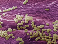 skin surface bacteria