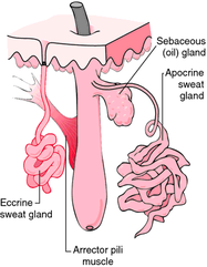 apocrine sweat gland
