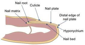 anatomy of nail