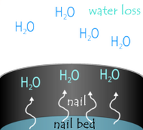 water loss mechanism of nails